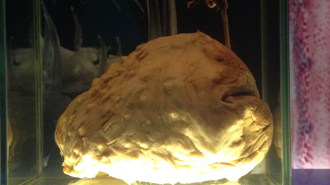 19. Deep Sea Anglerfish