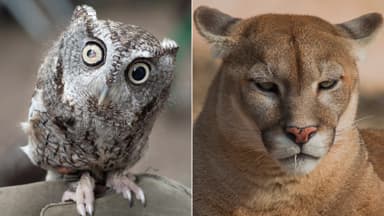 Wild Animals Quietly Visiting Americas Backyards