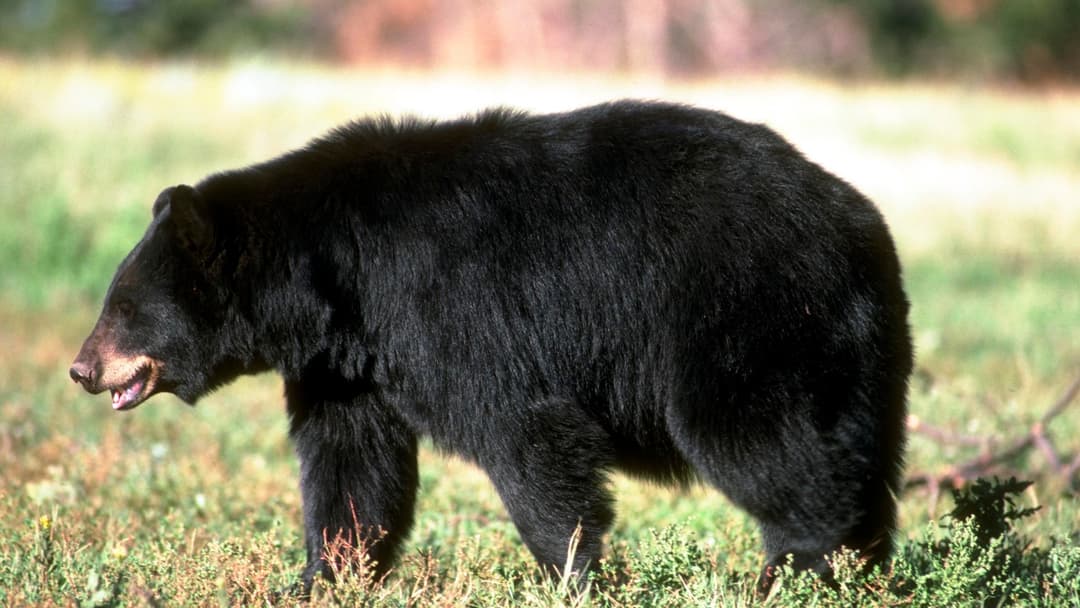 19. American Black Bear
