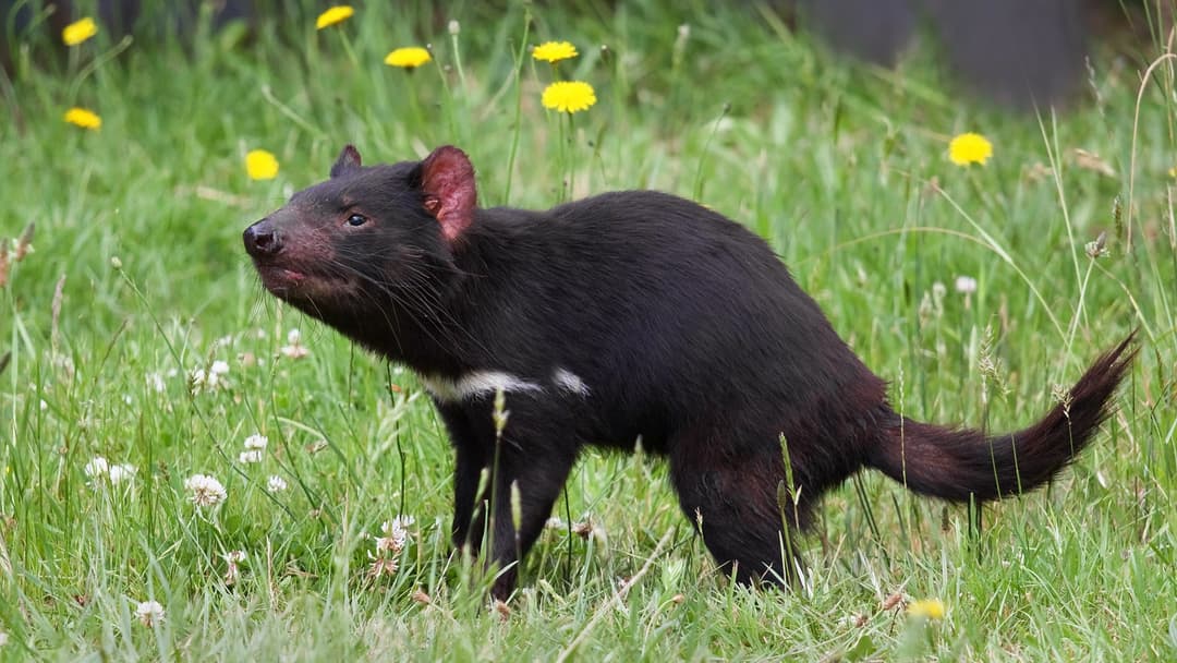12. Tasmanian Devil And Wild Demons