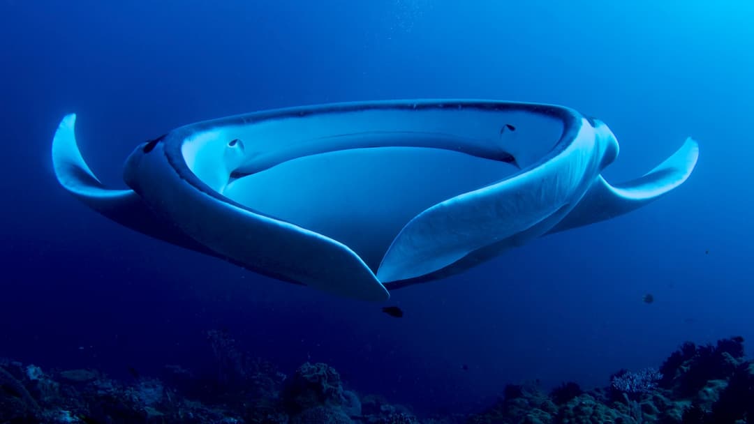 15. Giant Manta Ray And The Devil Fish