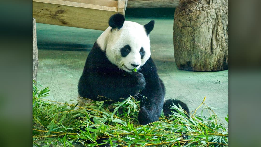 20. Giant Panda