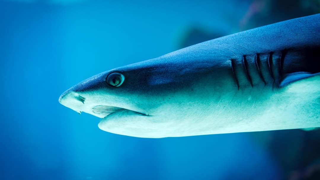 The marine truth behind whether sharks really die when they stop swimming