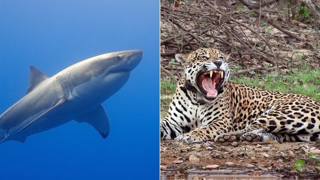 The 15 Animals With the Strongest Bite, Ranked