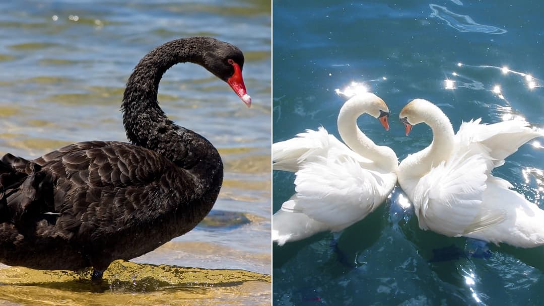 Split cover featuring an Australian black swan on the left and two mute swans forming a courtship heart on the right
