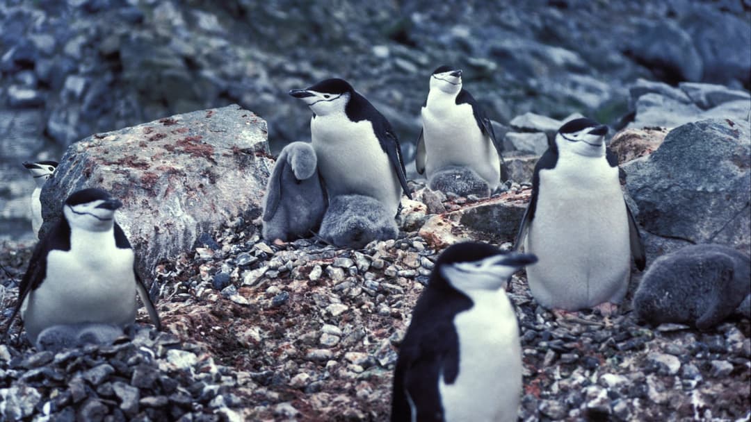 Chinstrap penguin resting on its rocky nest on the Antarctic Peninsula