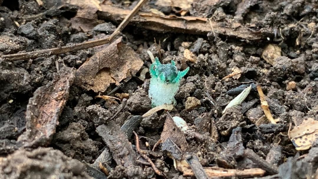 Subterranean fairy lantern flower Thismia emerging from dark forest leaf litter