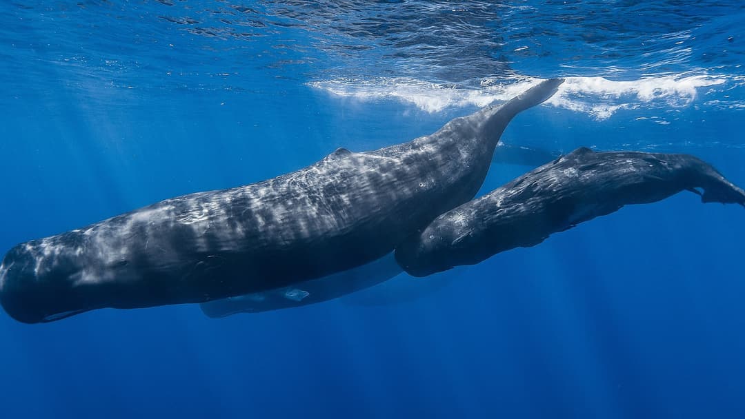 Pod of sperm whales drifting motionless near the ocean surface underwater