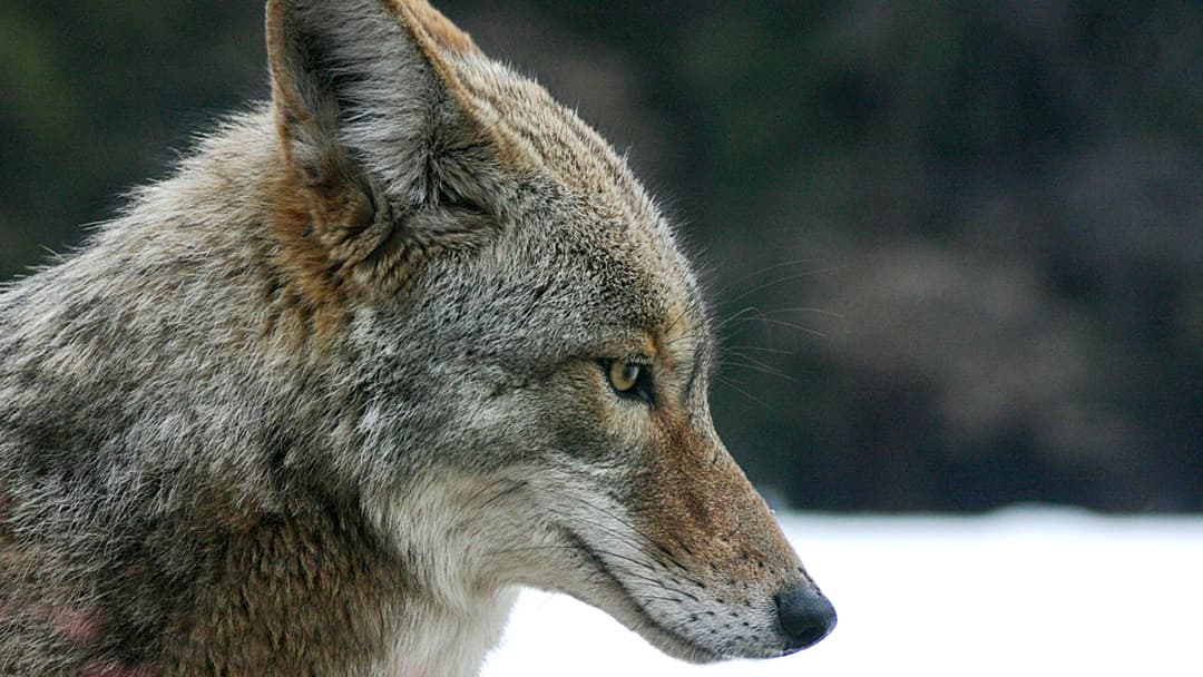 16. Coyote