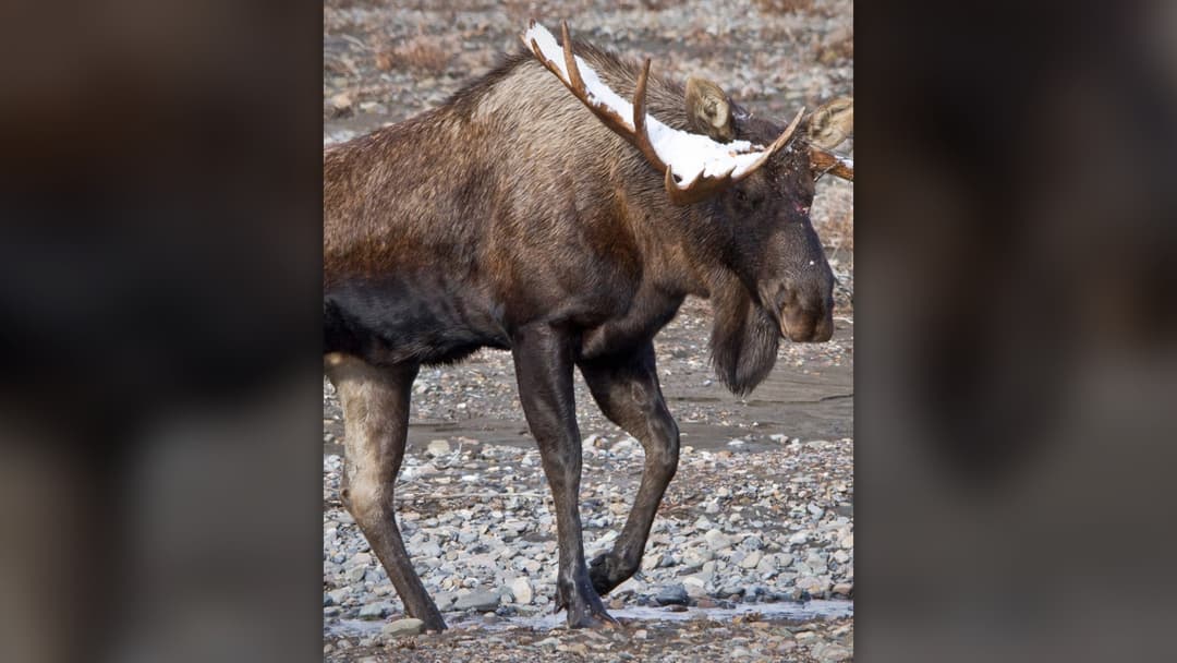 11. Bull Moose: Run Behind A Tree—It Is The One Animal You Should Flee