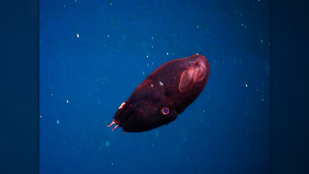 Live deep-sea vampire squid Vampyroteuthis infernalis swimming in pitch-black ocean depths