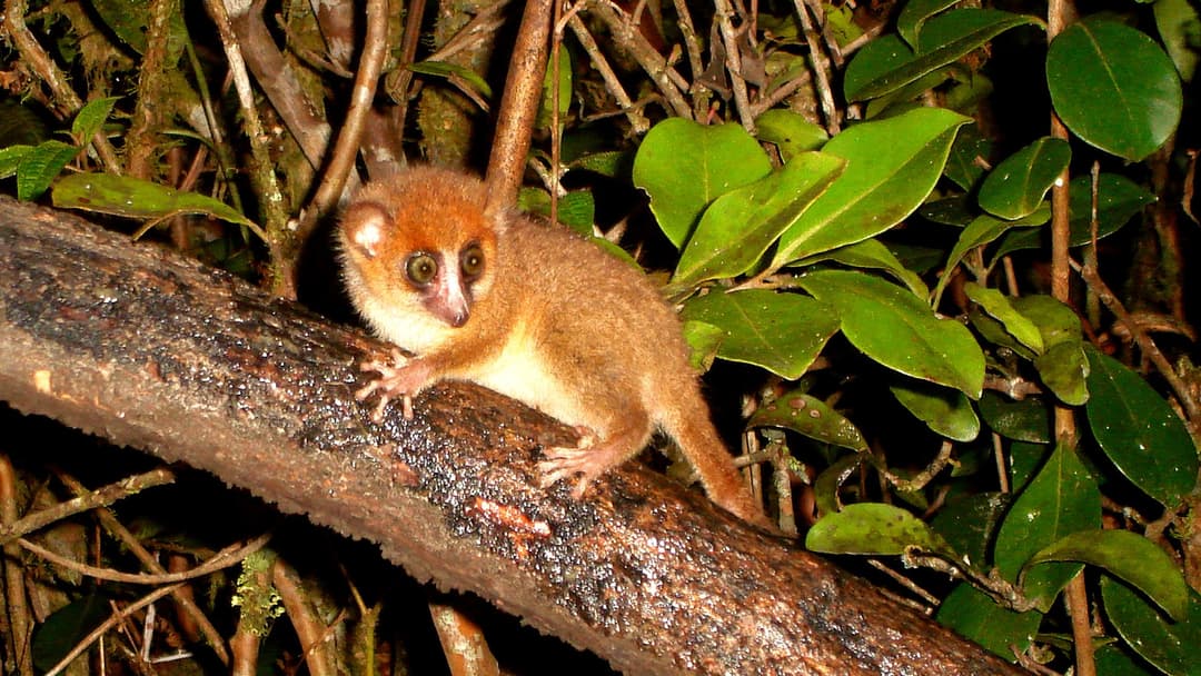 17. World's Smallest Primate
