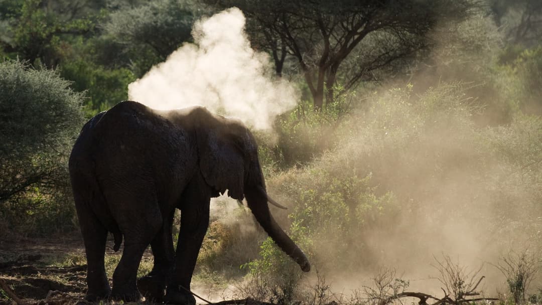 Elephant taking a dust bath spraying dirt over back