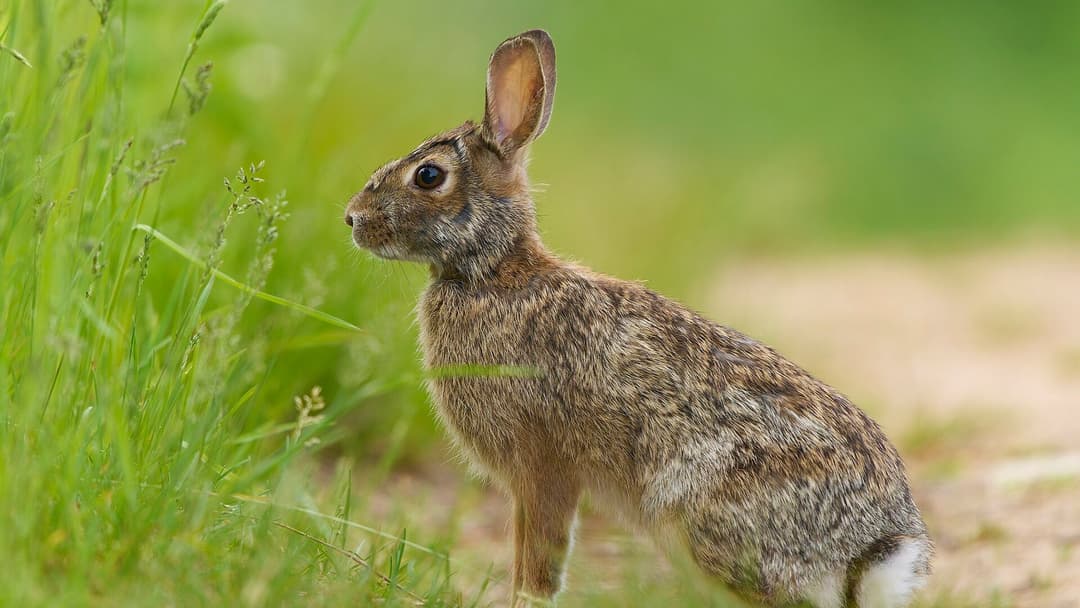 5. Eastern Cottontail Rabbit
