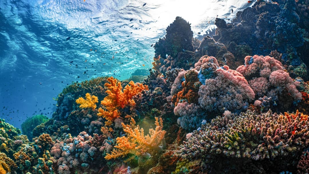 15. Autonomous Marine Reef Restorers
