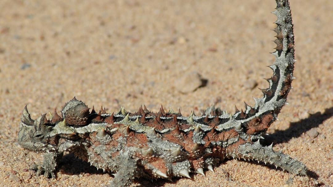 9. Thorny Devil