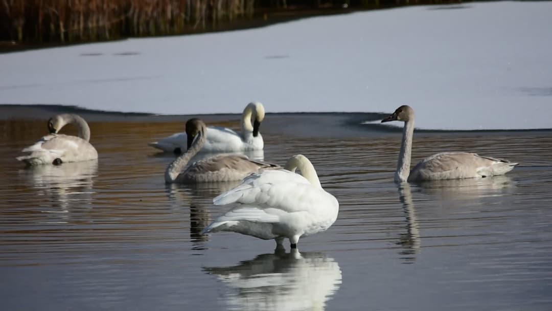 Trumpeter swan family vocalizing on Seedskadee refuge