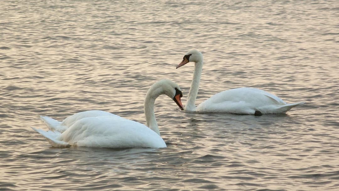 Mute swans tipping upside down to forage on riverbed vegetation at sunset