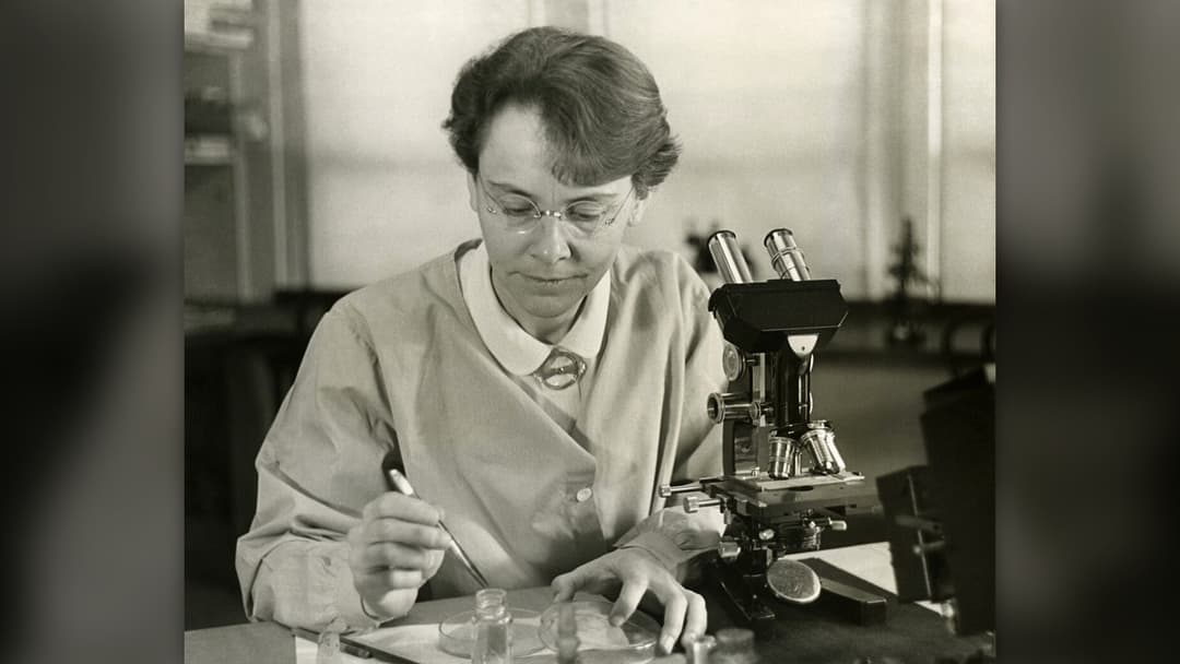 Scientist Barbara McClintock examining corn specimens in 1947