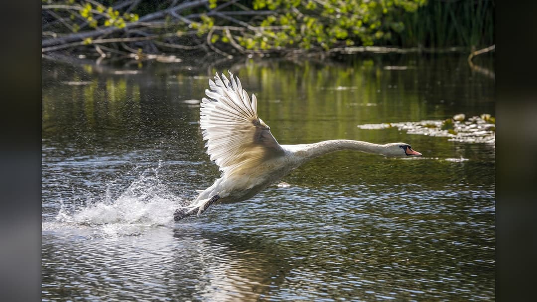 Mute swan running across the water surface with beating wings