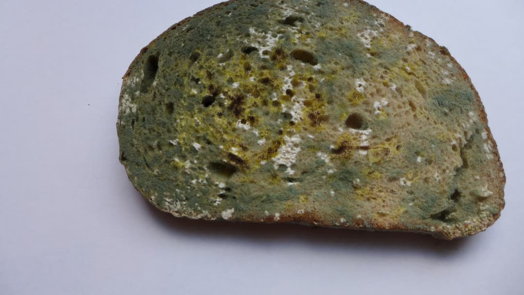 8. Mold Creeping On Bread And Tortillas