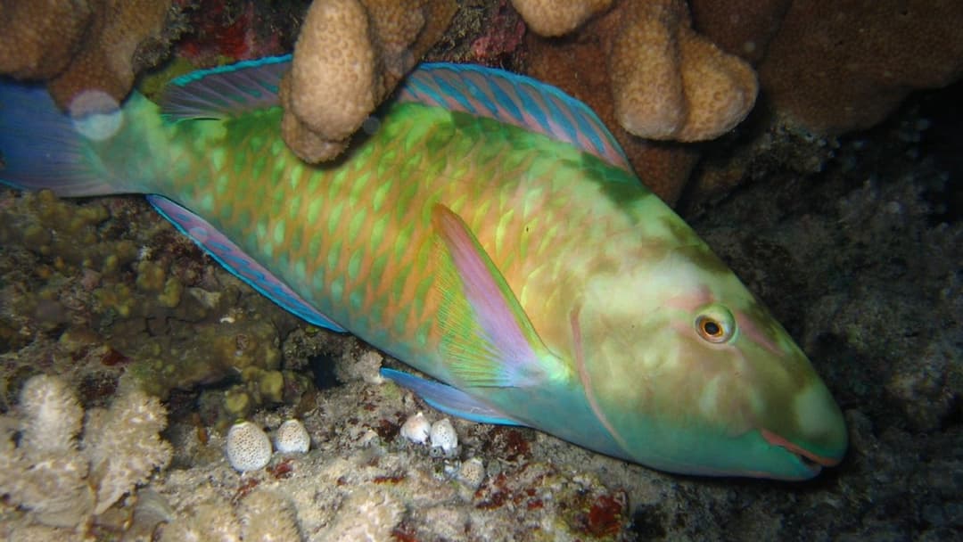 Pacific longnose parrotfish sleeping nestled in a coral reef crevice at night