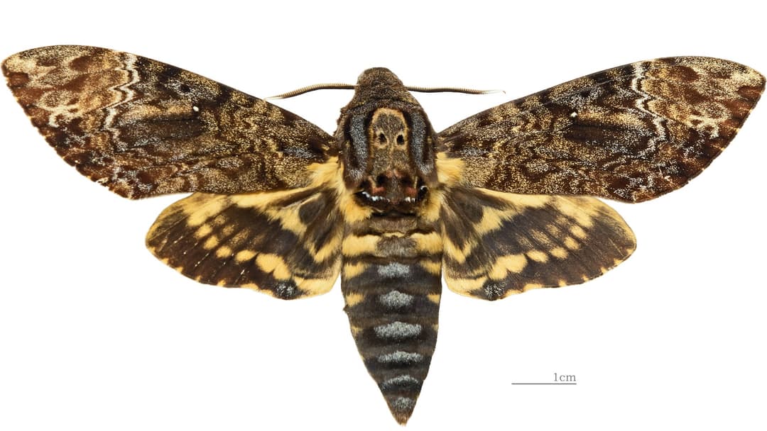 2. Death's-Head Hawkmoth