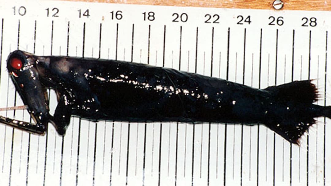 Close-up of the deep-sea stoplight loosejaw Malacosteus niger showing its glowing red suborbital photophore organ against black
