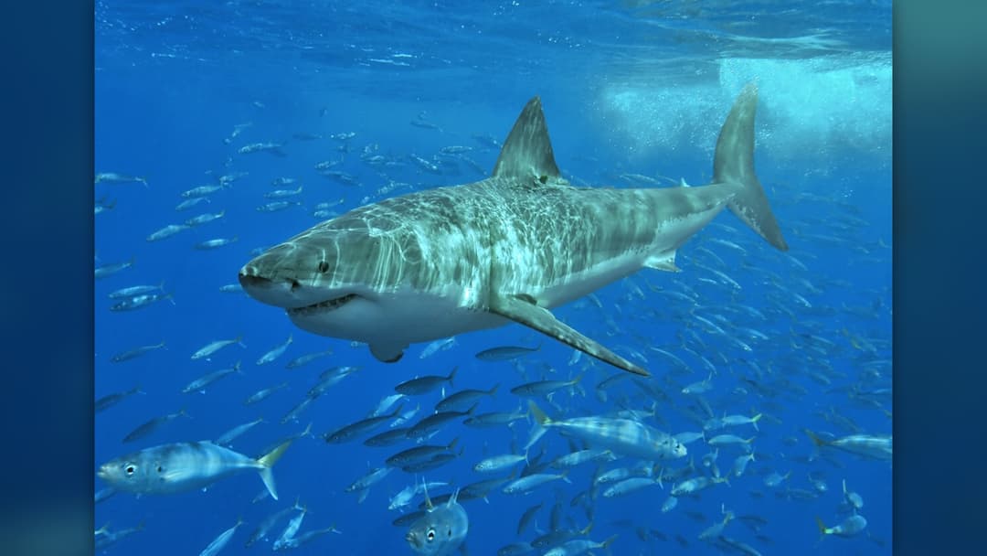 4. Great White Shark: Stay Vertical, Lock Eye Contact, And Jab The Gills