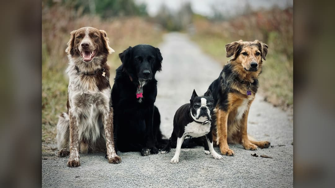 19. Championing Rescue Dogs And Animal Welfare