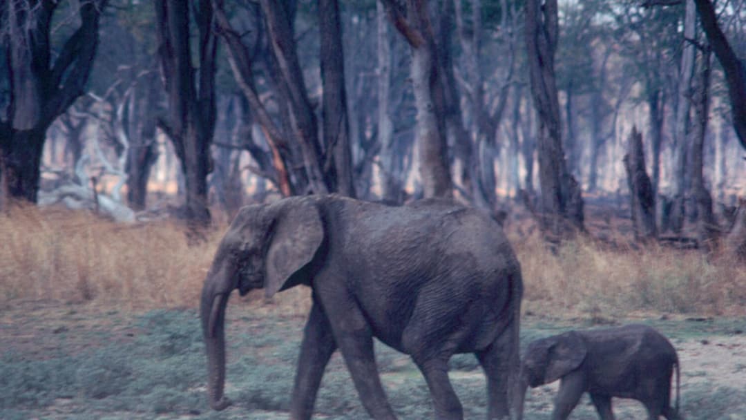 African elephant mother walking in grass with calf
