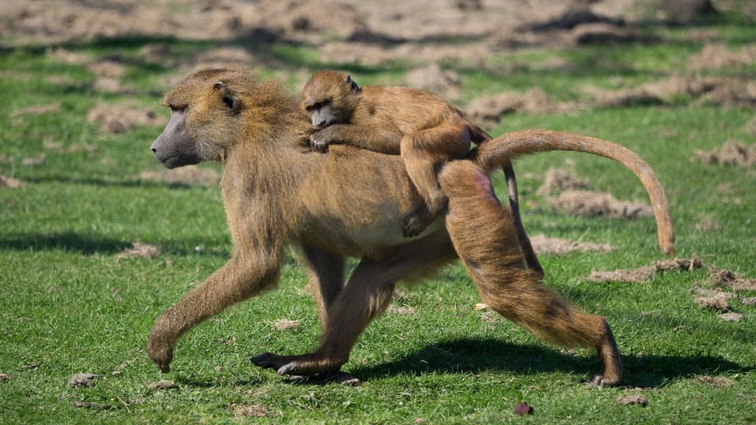 Guinea baboons perched upright on high wooden tree branches