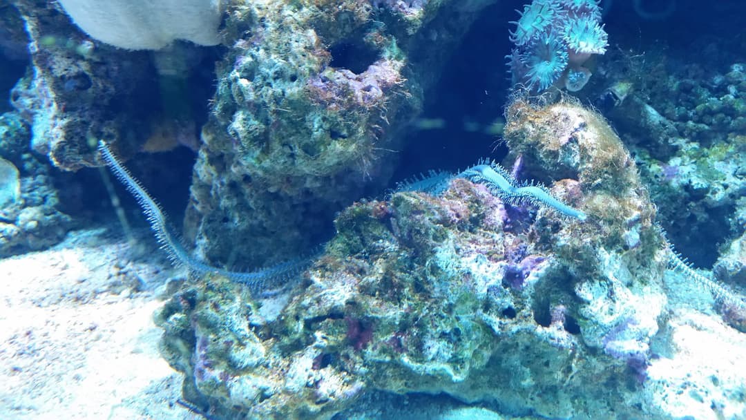 Predatory marine bristle worm Eunice extending its jaws and antennae from its burrow