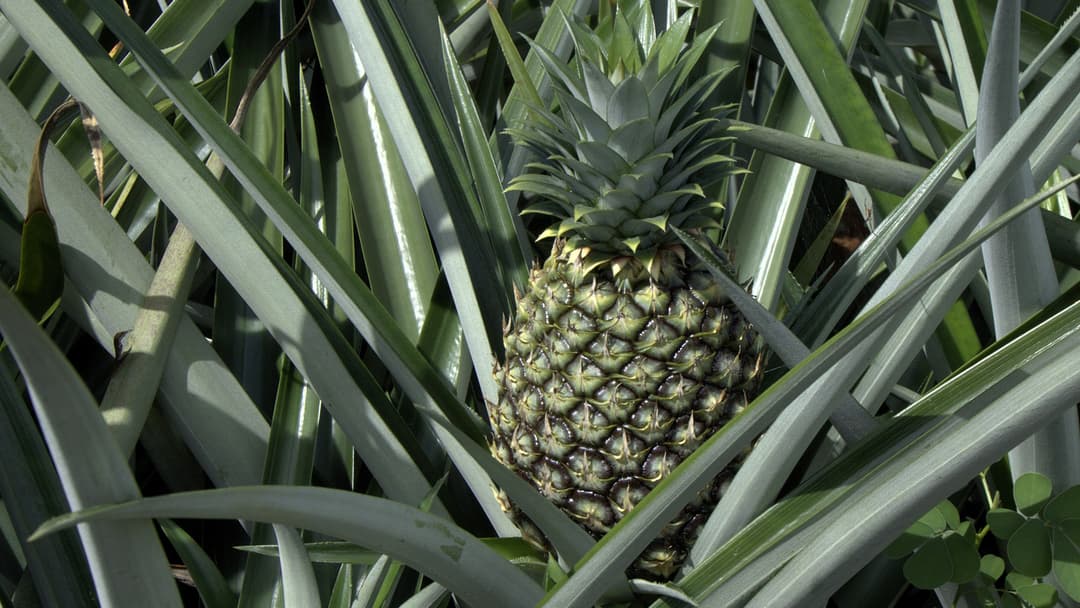 3. Pineapples