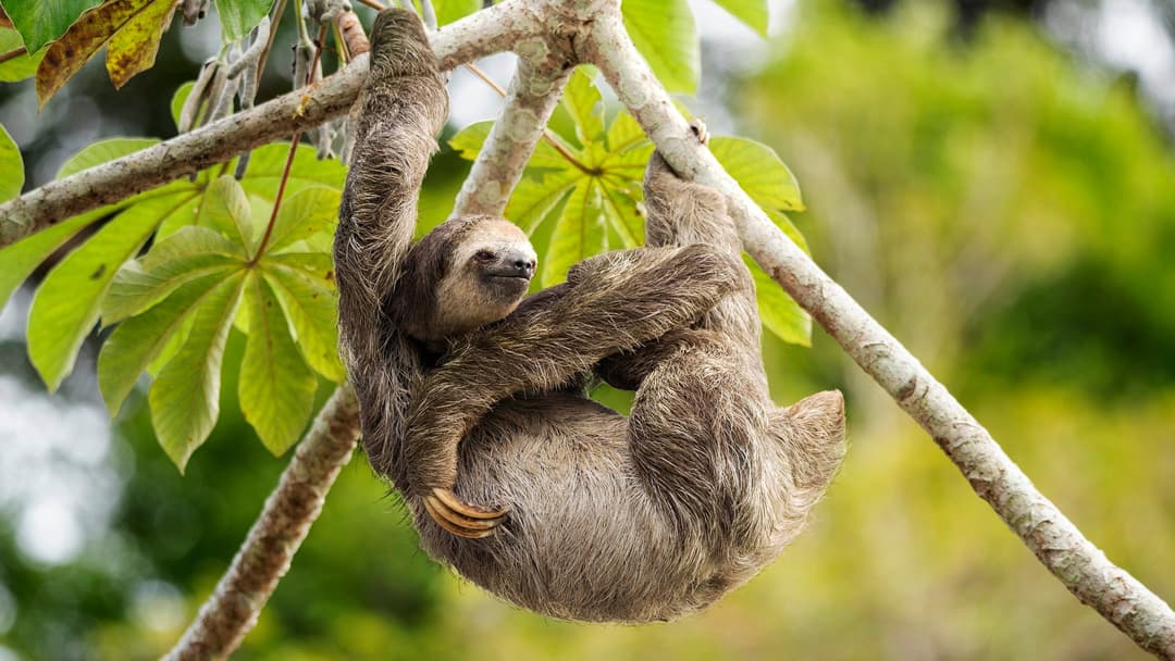 Three-toed sloth hanging suspended from a rainforest tree branch