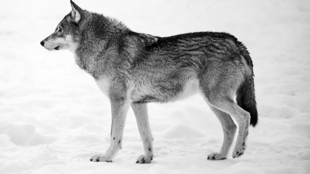 14. Gray Wolf Pack: Stand Tall Back To-Back And Never Turn To Run