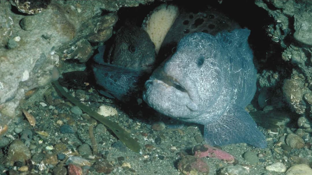 15. Wolf Eel