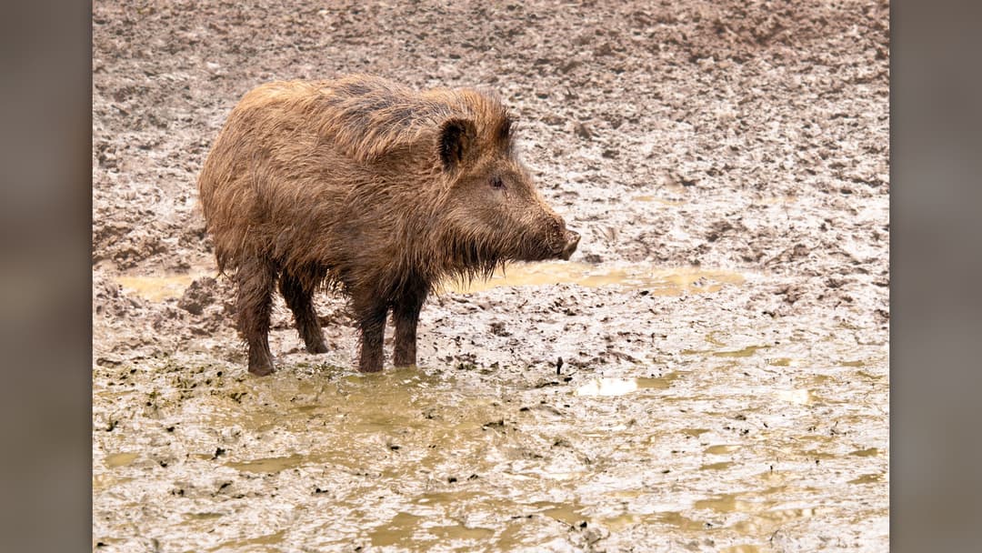 19. Wild Boar: Climb At Least Six Feet Off The Ground Immediately