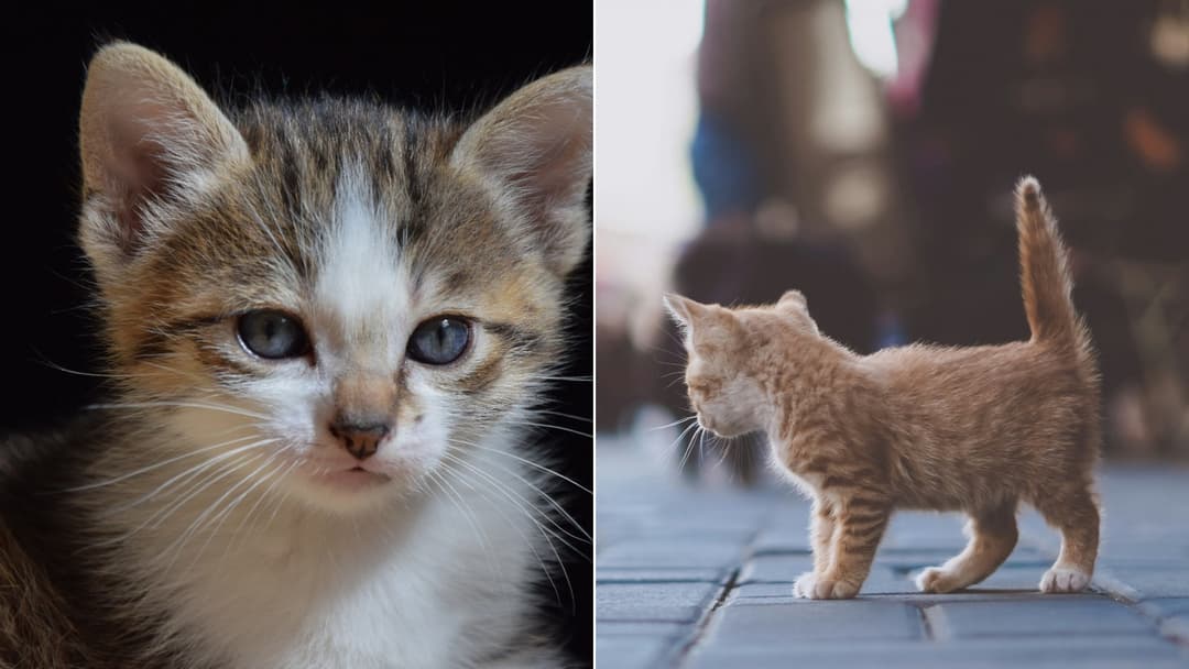 Split screen of mother cat nursing newborns on the left and playful interaction on the right