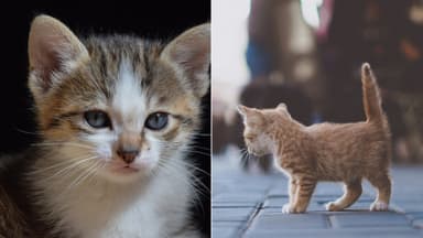 How Mother Cats Care for Their Kittens in the First Weeks