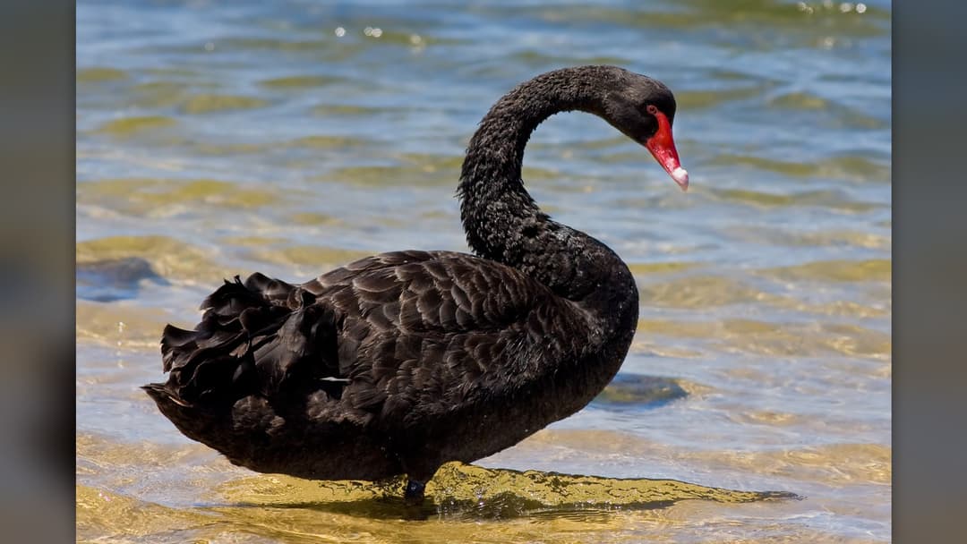 Australian black swan swimming in serene waters