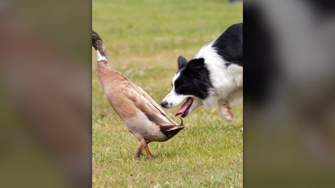 Border Collie herding a flock of ducks across a grass field during a sheepdog trial