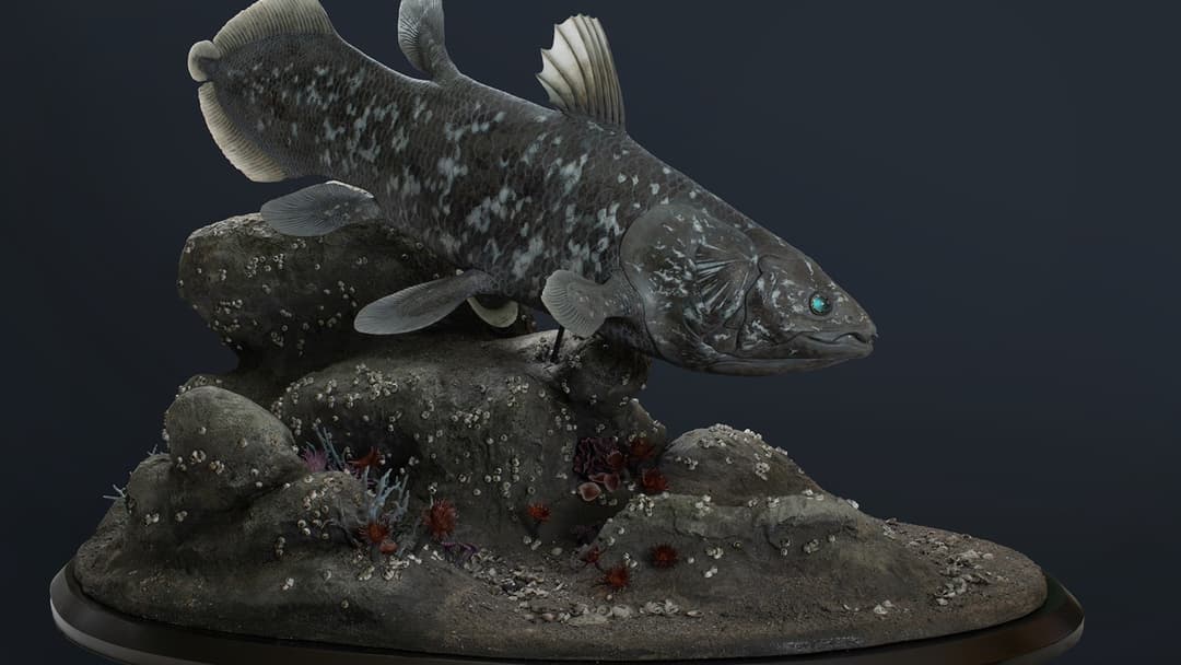 20. Coelacanth And Living Fossils
