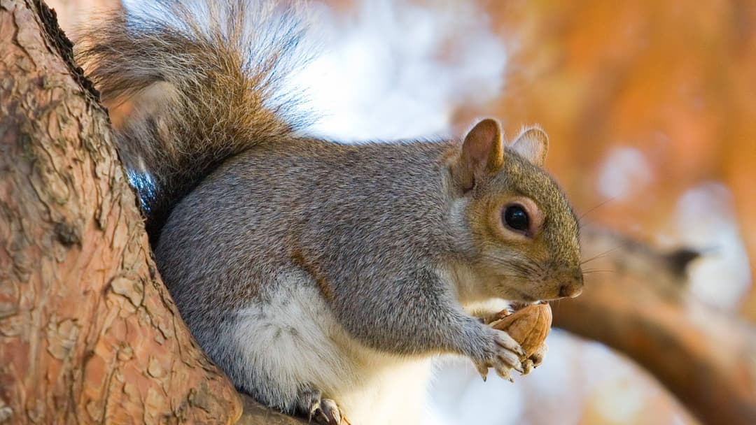 4. Eastern Gray Squirrel