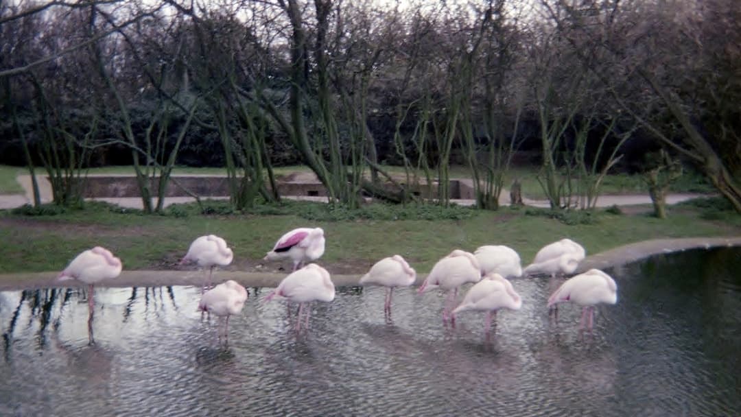 Flock of greater flamingos sleeping while standing balanced on one leg with heads tucked