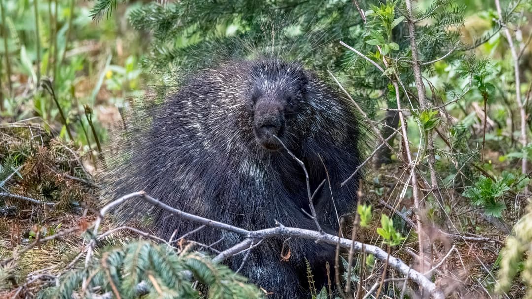 12. North American Porcupine