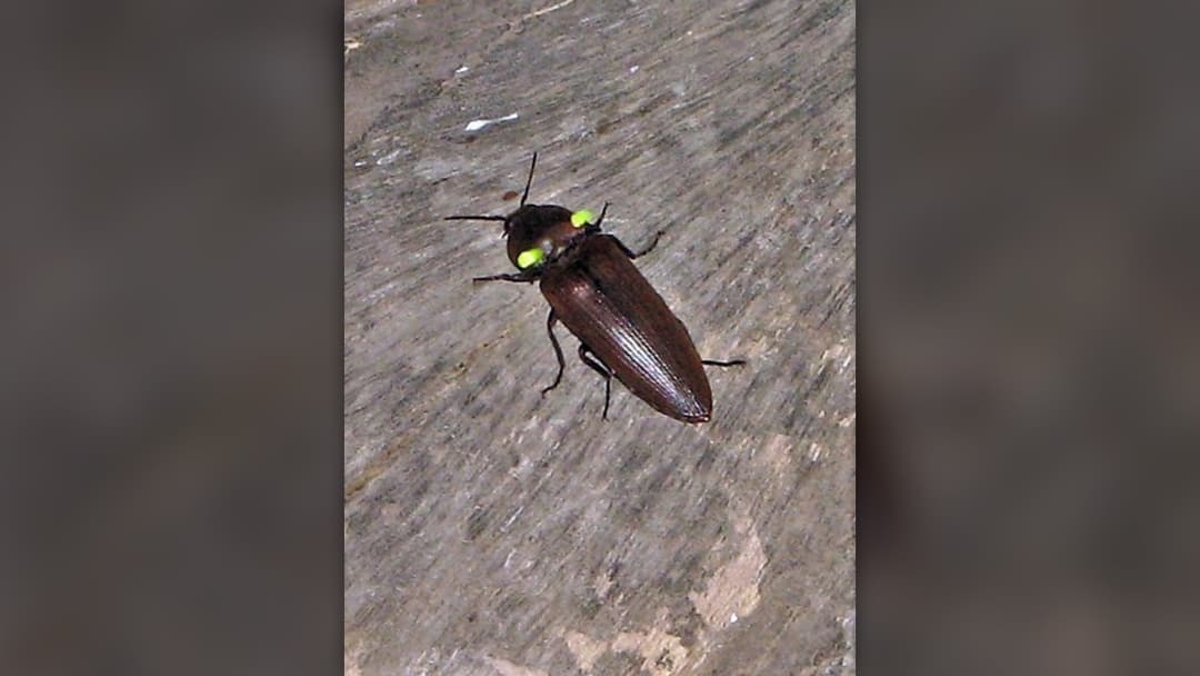 Bioluminescent click beetle Pyrophorus punctatissimus with its two glowing green thorax headlight organs lit up in the dark