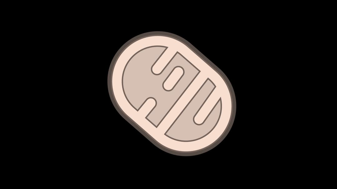 6. Maternal Mitochondrial DNA Analysis