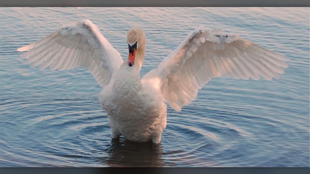 Swan displaying wide wings aggressively