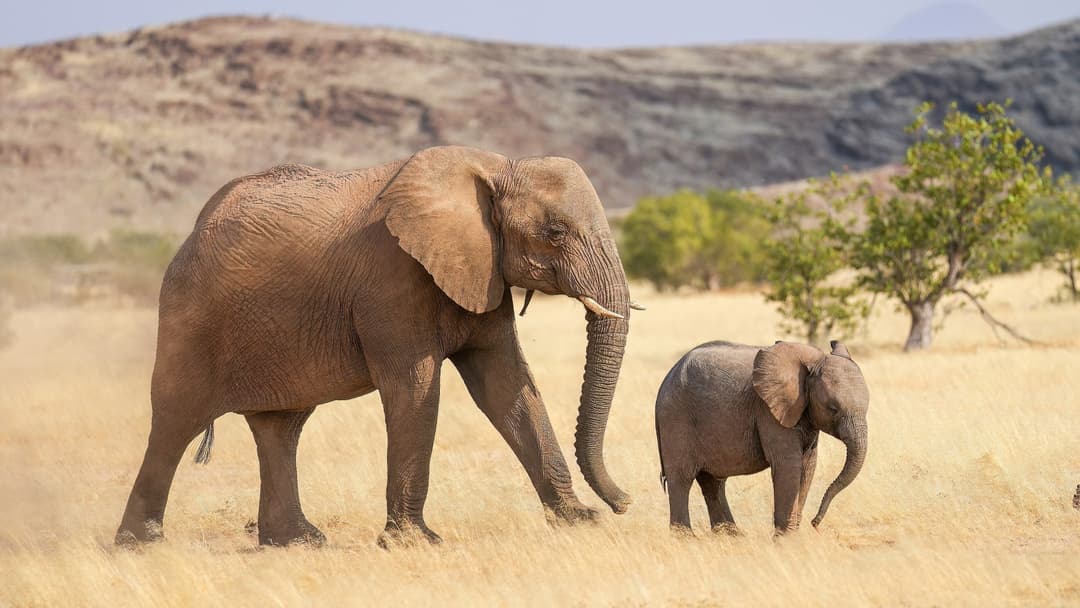 Mother and baby desert-adapted elephants communicating in Damaraland Namibia